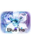Blue Iris Blue Iris